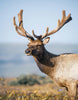 9) Elk Velvet Antler Pills