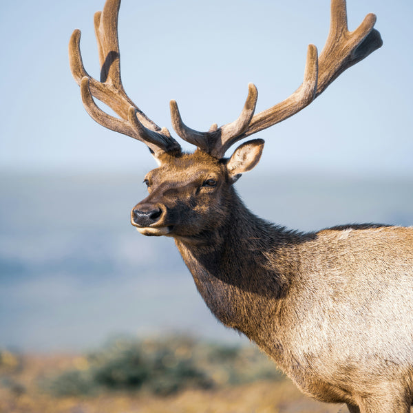 Elk Velvet Antler Pills