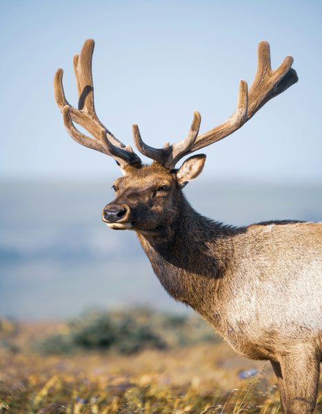 9) Elk Velvet Antler Pills